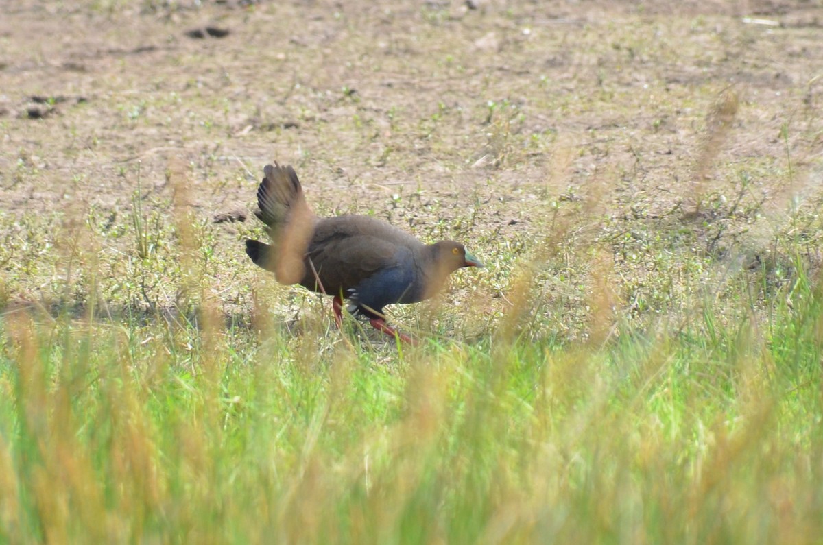 Black-tailed Nativehen - ML646496320