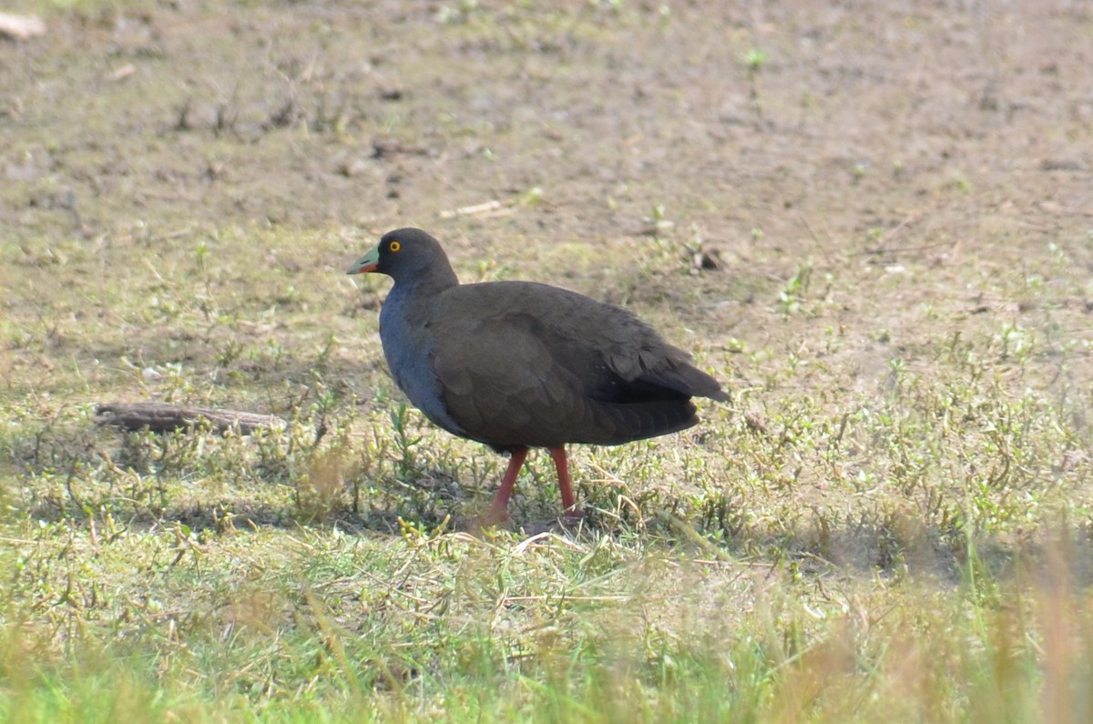 Black-tailed Nativehen - ML646496321