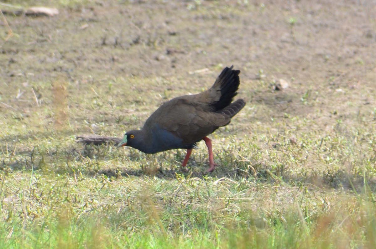 Black-tailed Nativehen - ML646496322