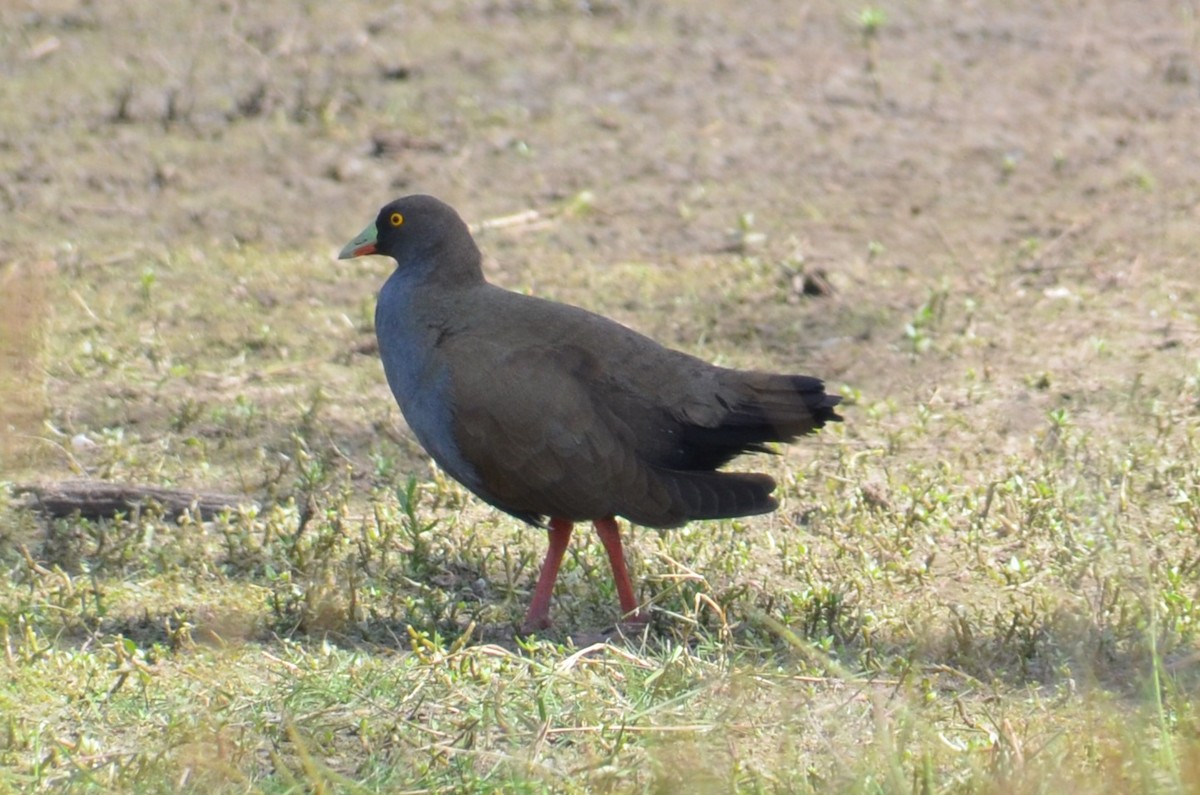 Black-tailed Nativehen - ML646496323