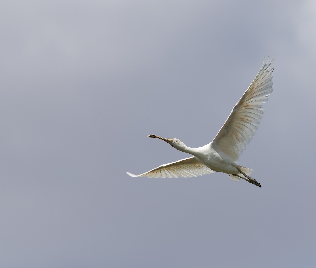 Yellow-billed Spoonbill - ML646496325