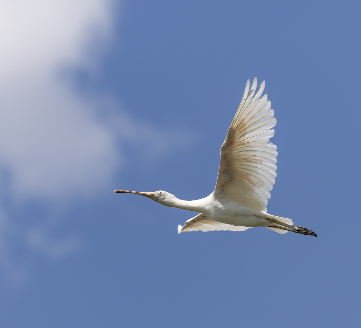 Yellow-billed Spoonbill - ML646496326