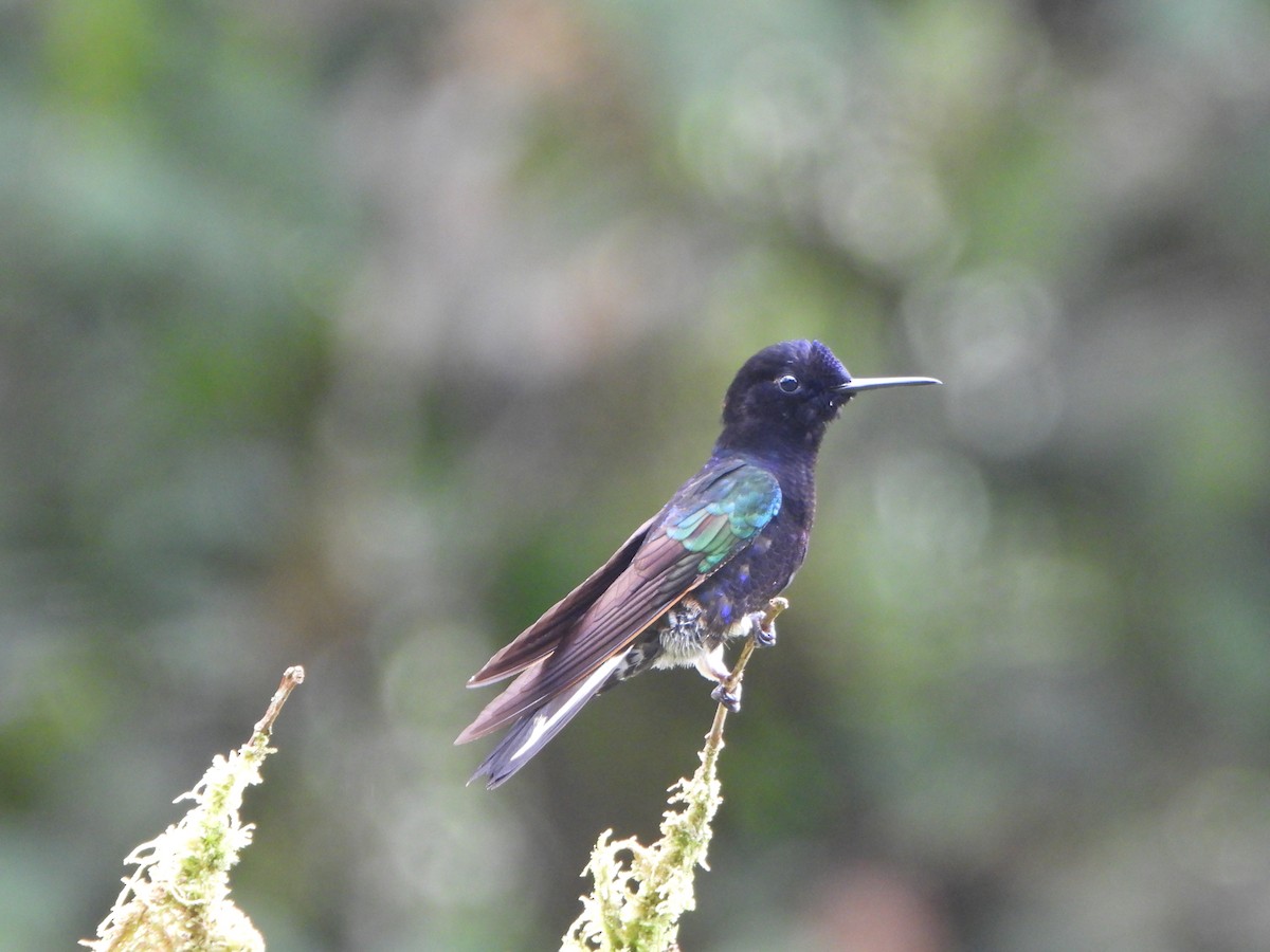 Velvet-purple Coronet - ML646496328