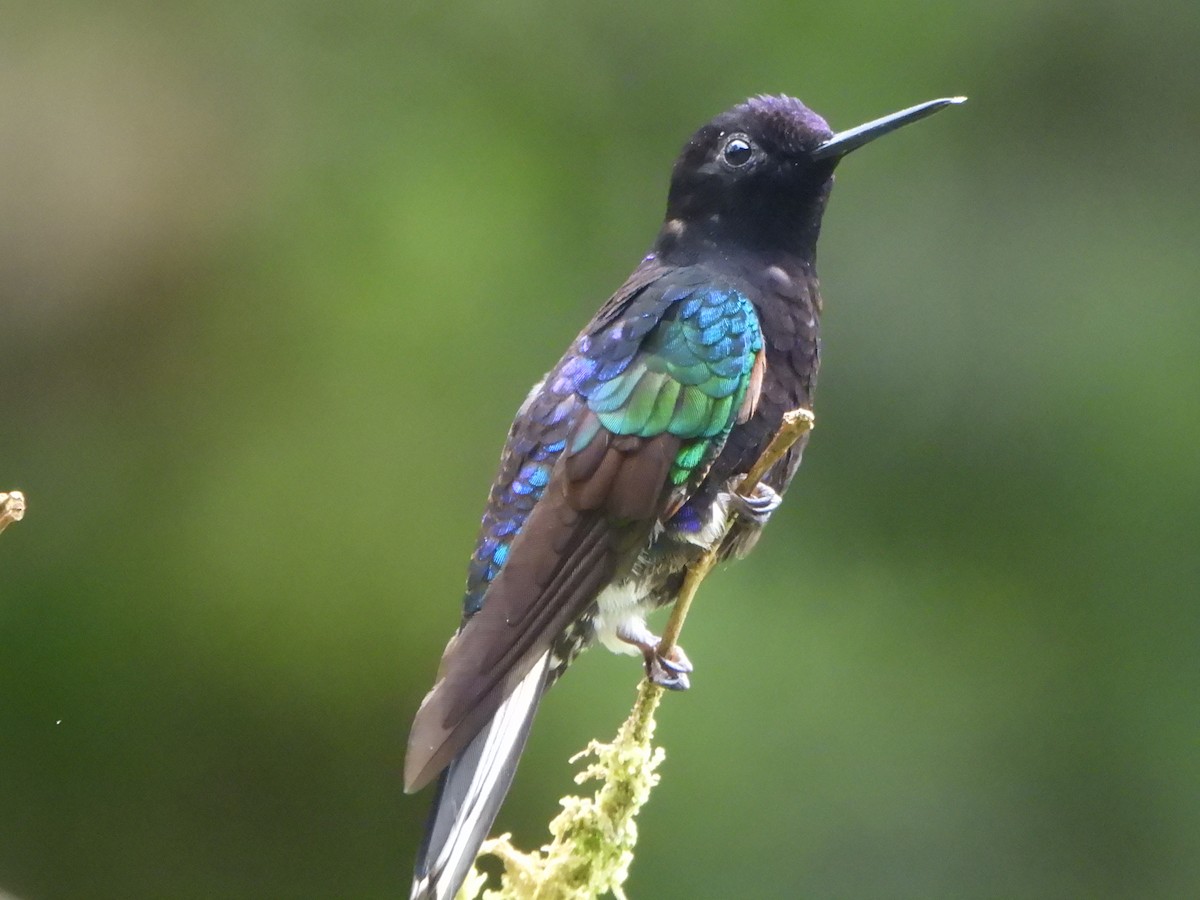 Velvet-purple Coronet - ML646496329
