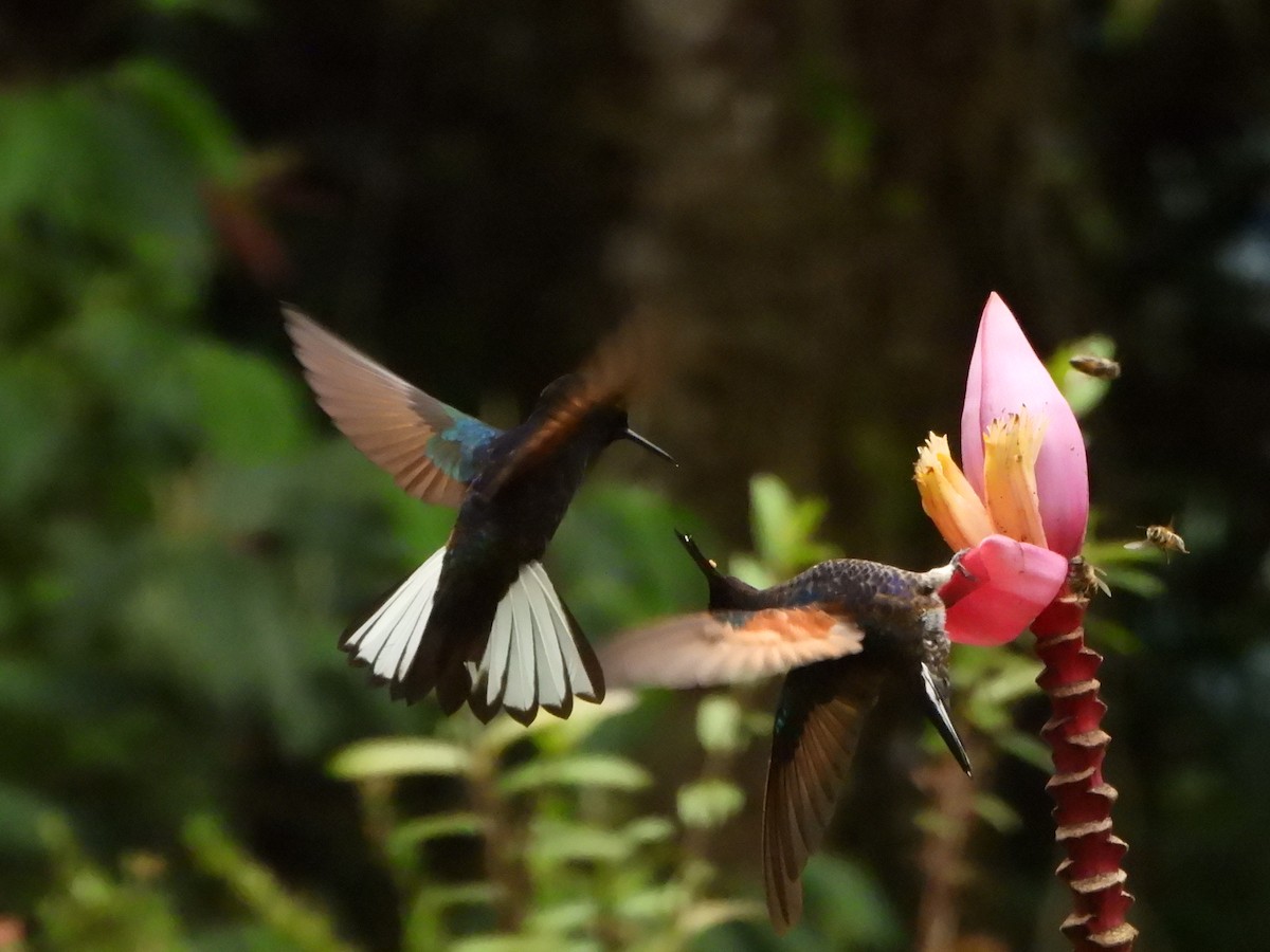 Velvet-purple Coronet - ML646496330