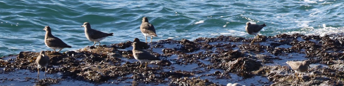 Surfbird - ML646496334