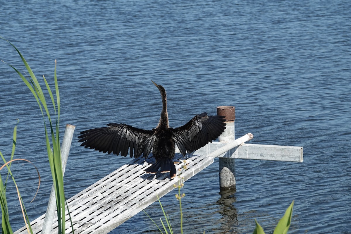 アメリカヘビウ - ML646496335