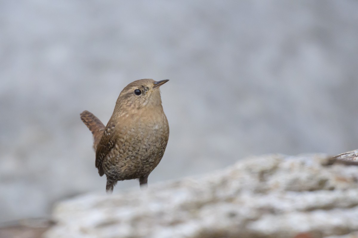 Winter Wren - ML646496336