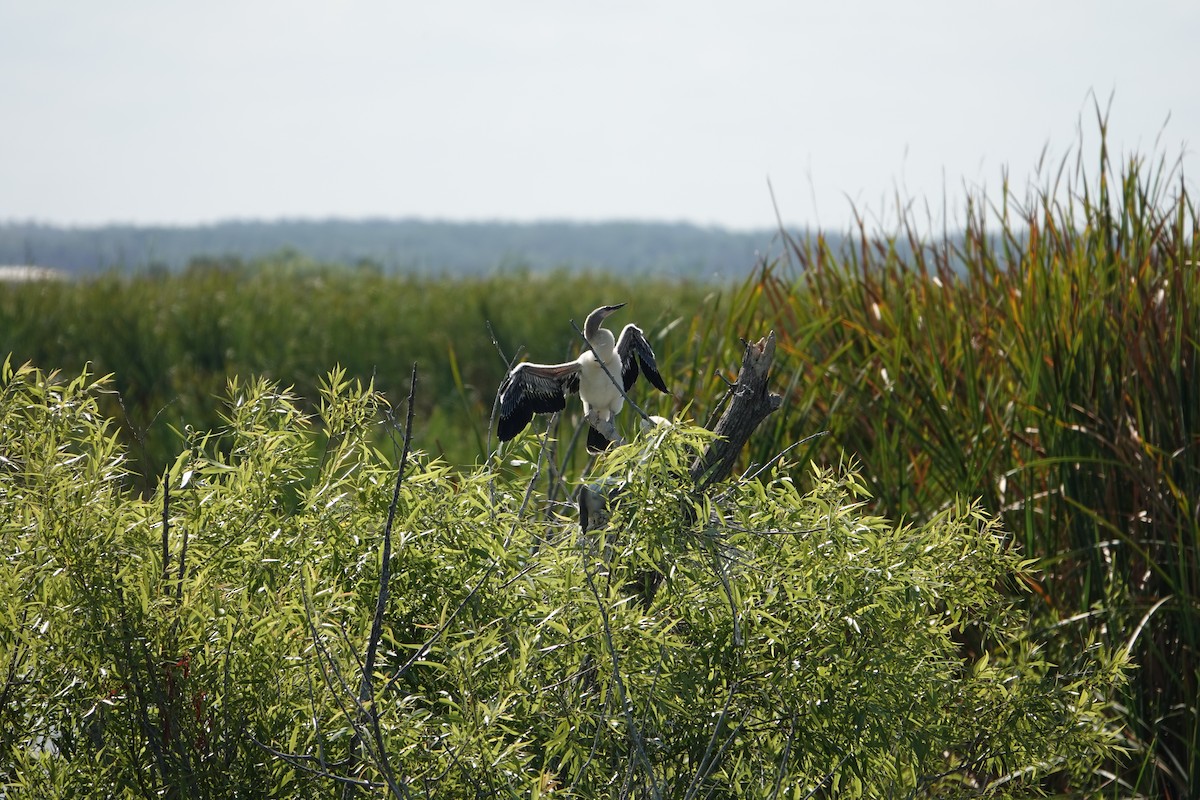 アメリカヘビウ - ML646496338