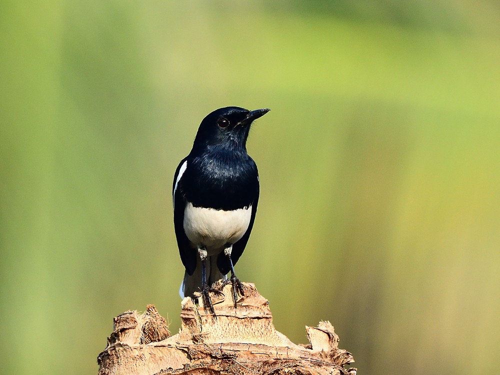 シキチョウ - ML646496360