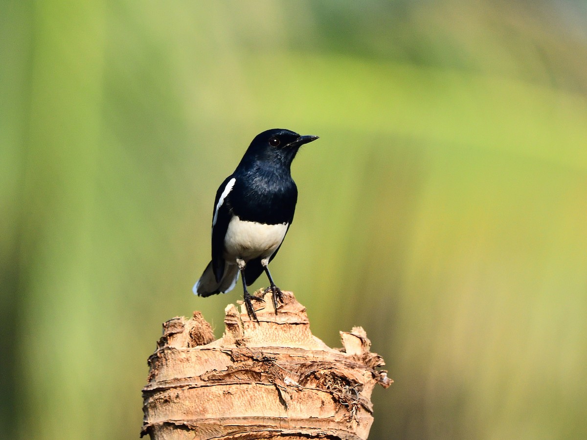 シキチョウ - ML646496361