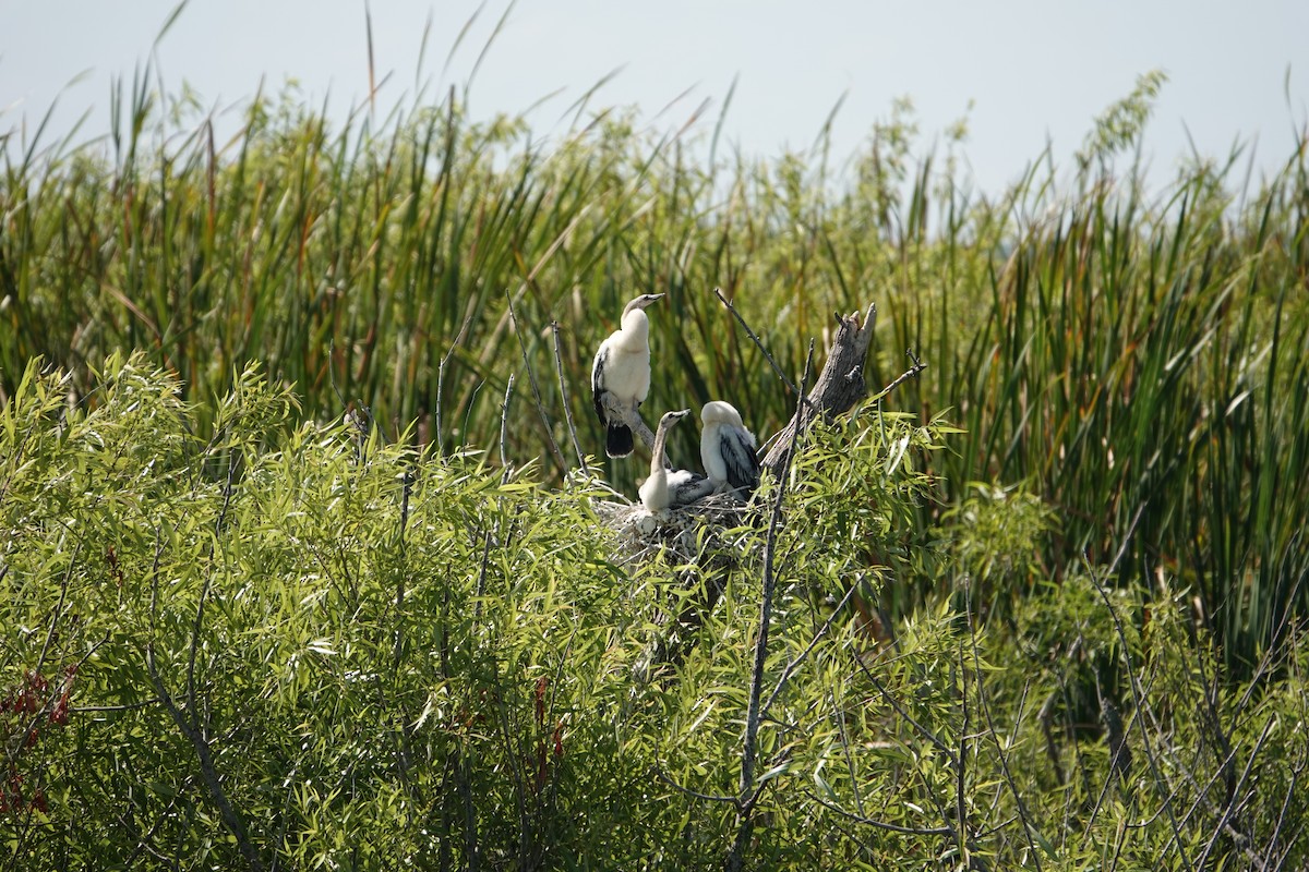 アメリカヘビウ - ML646496364