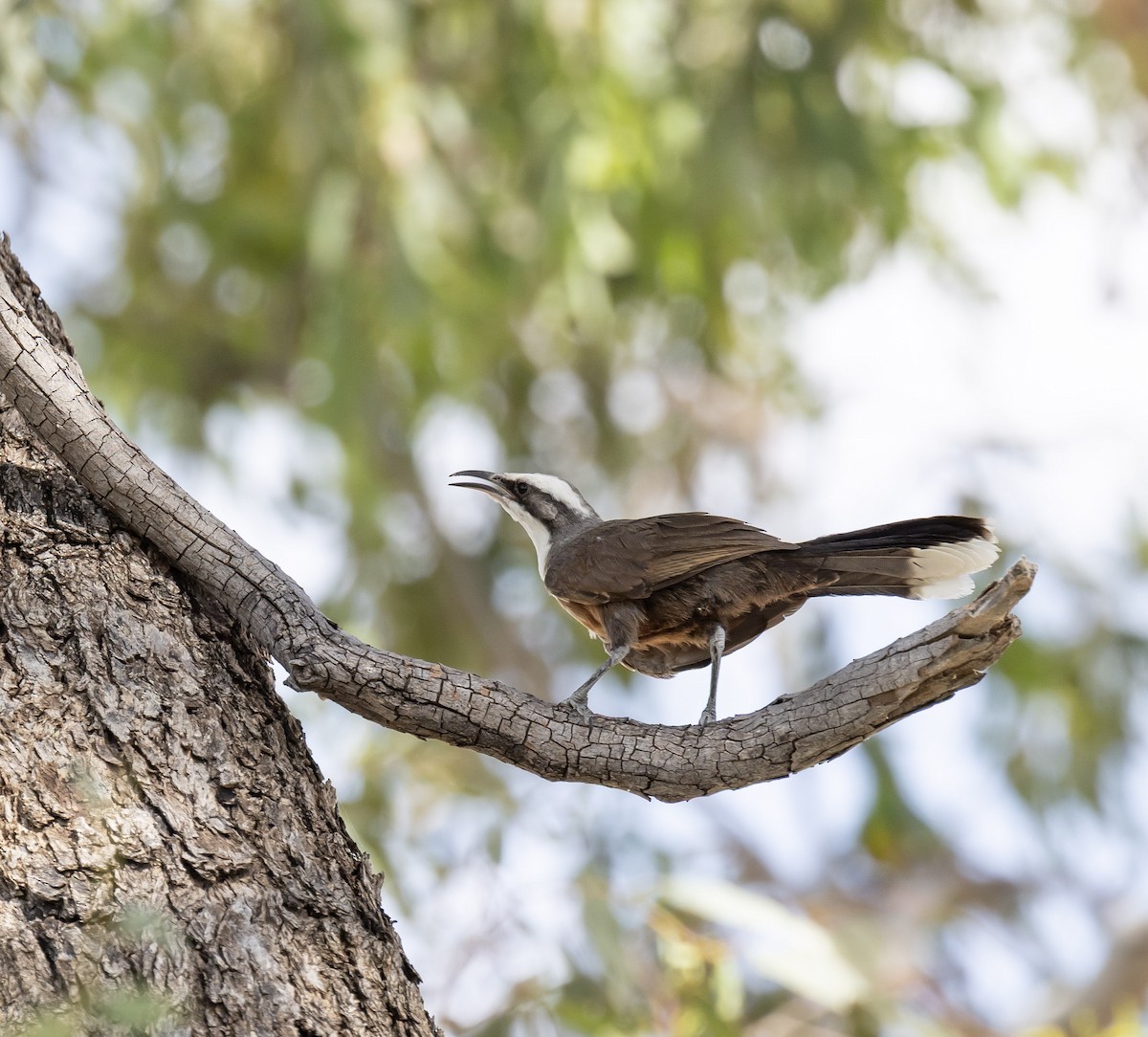 Gray-crowned Babbler - ML646496365