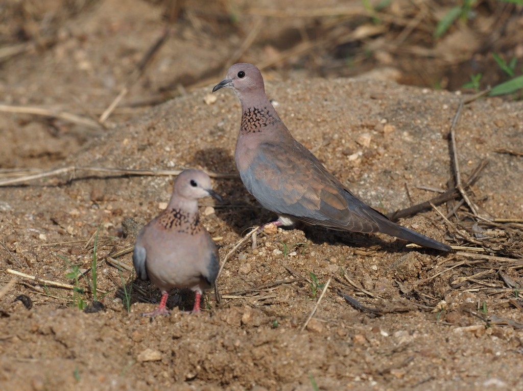 Laughing Dove - ML646496367