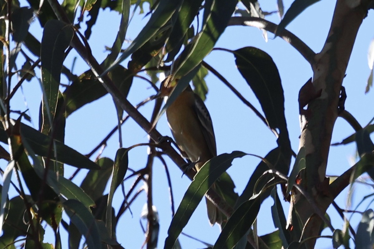 Bullock's Oriole - ML646496369