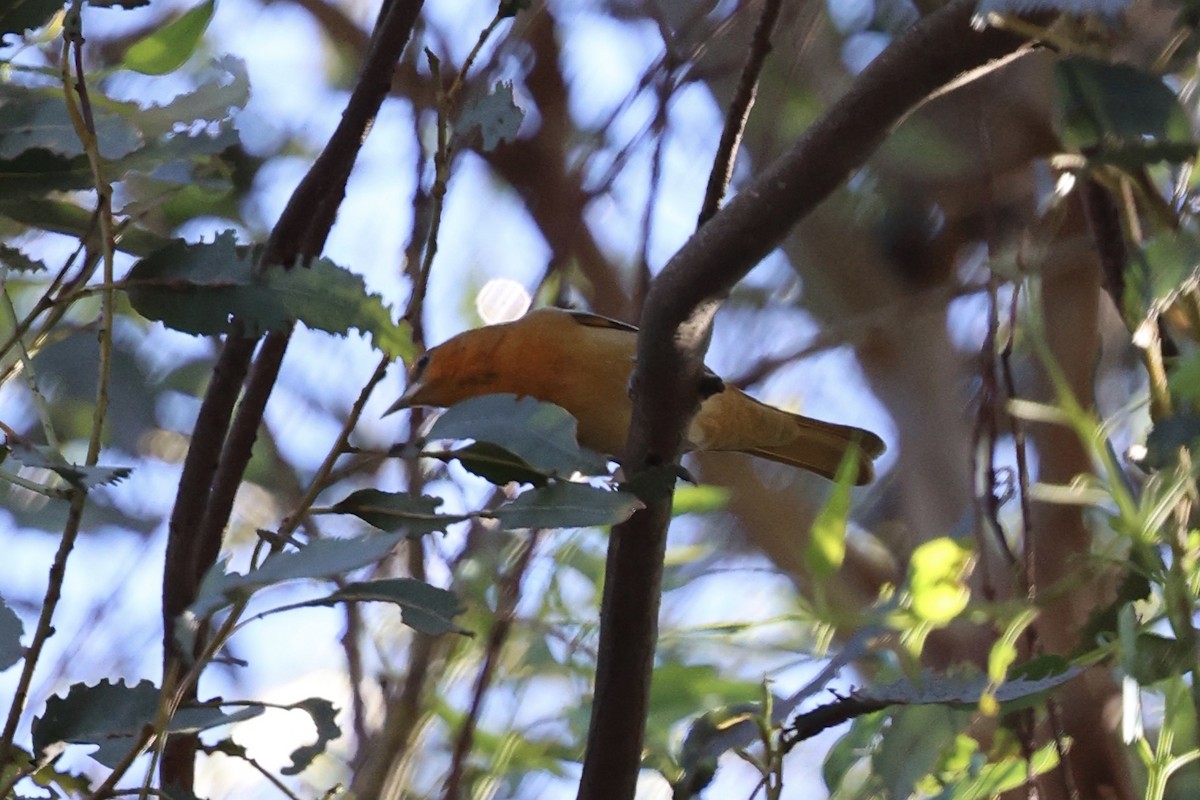 Bullock's Oriole - ML646496370