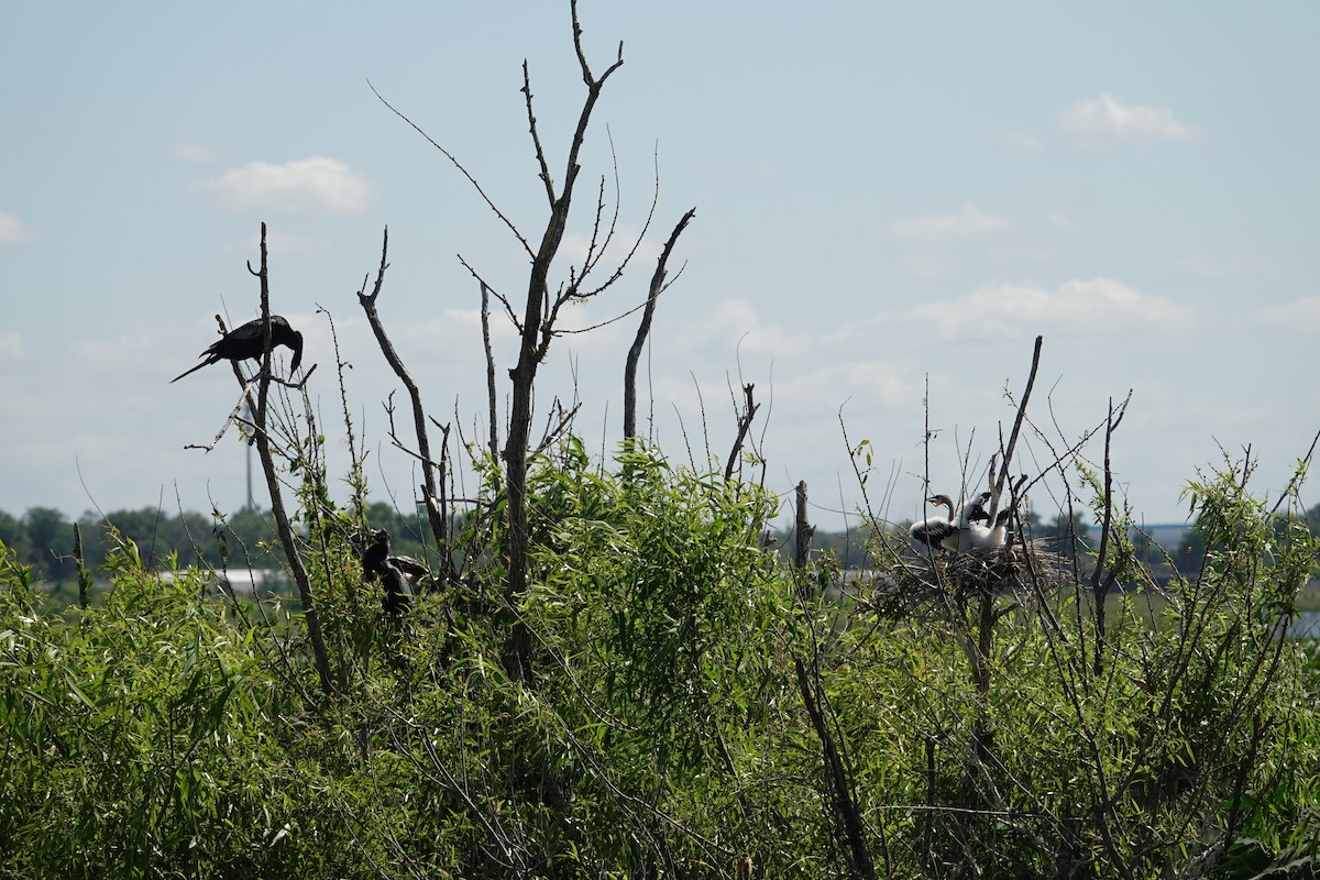 アメリカヘビウ - ML646496371