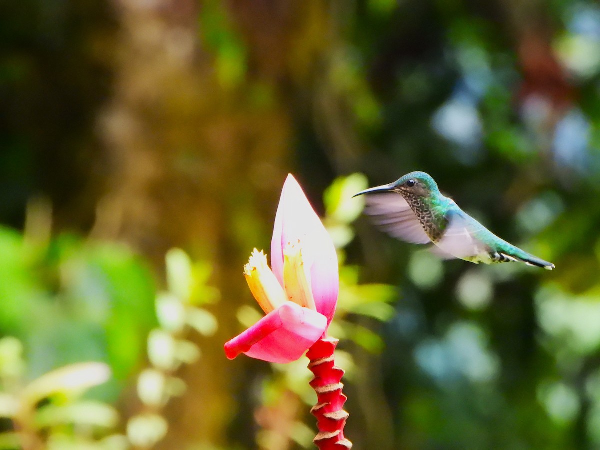 Andean Emerald - ML646496374