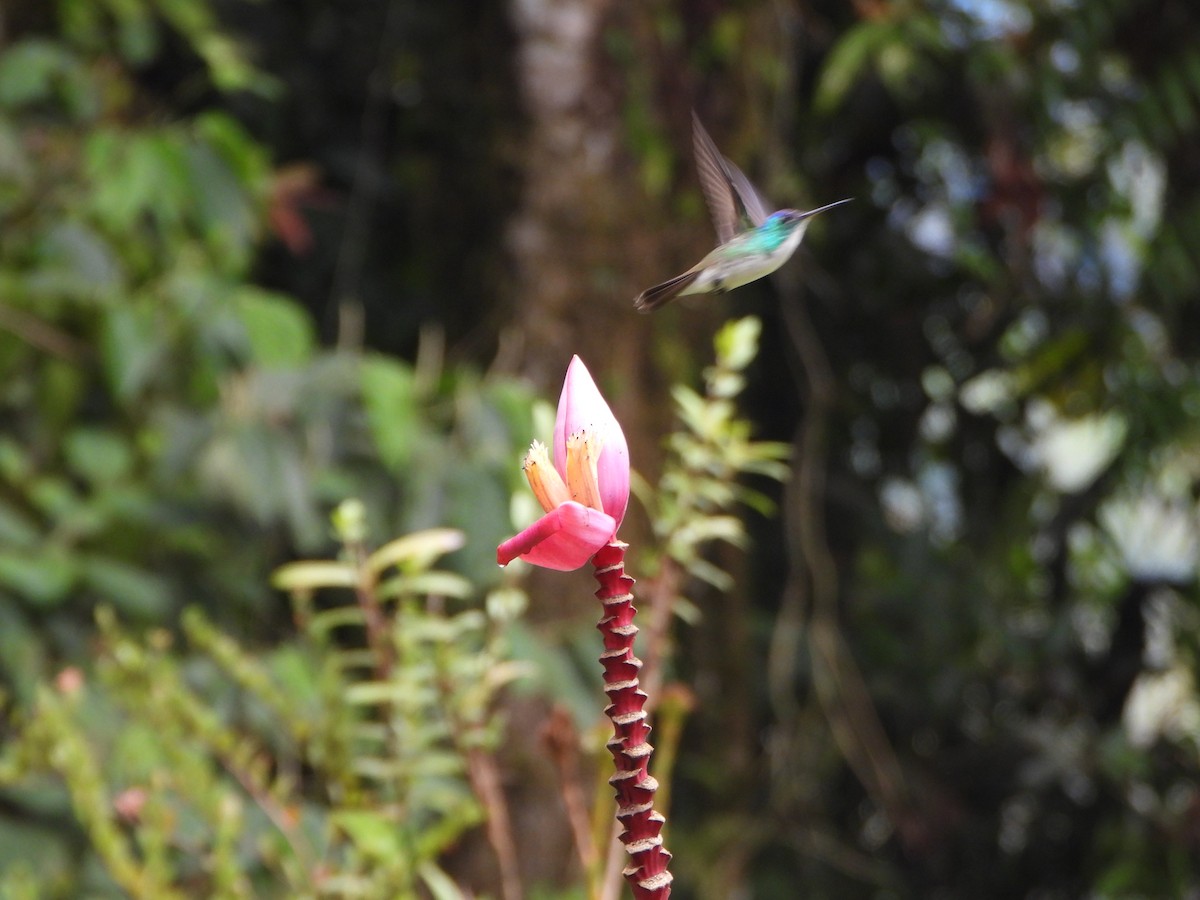 Andean Emerald - ML646496375