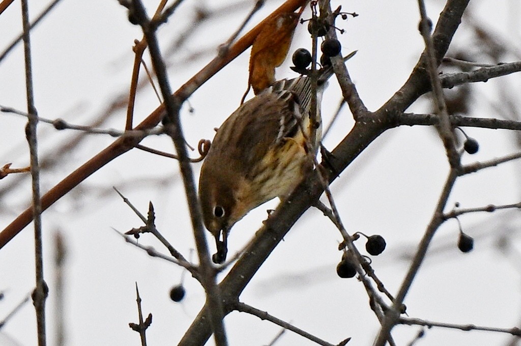Yellow-rumped Warbler - ML646496414
