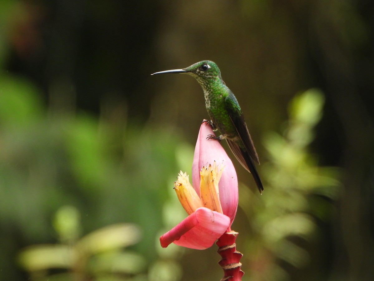 Empress Brilliant - ML646496420