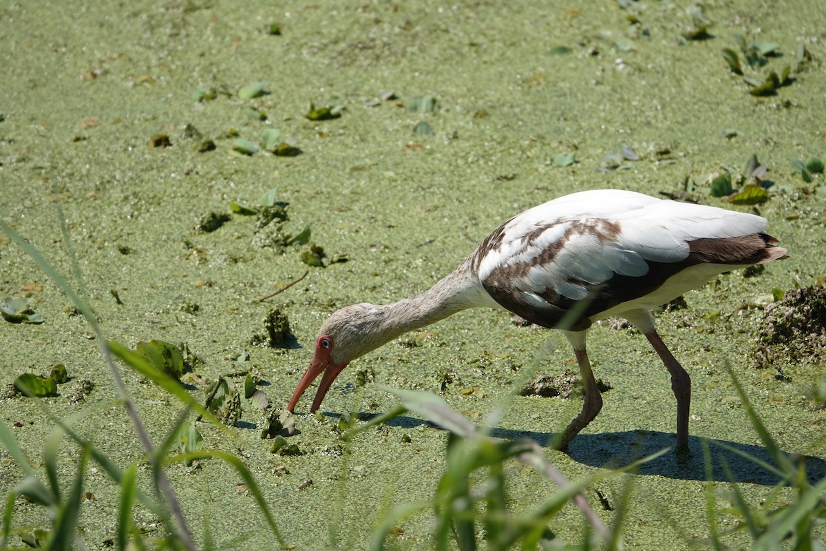 シロトキ - ML646496421