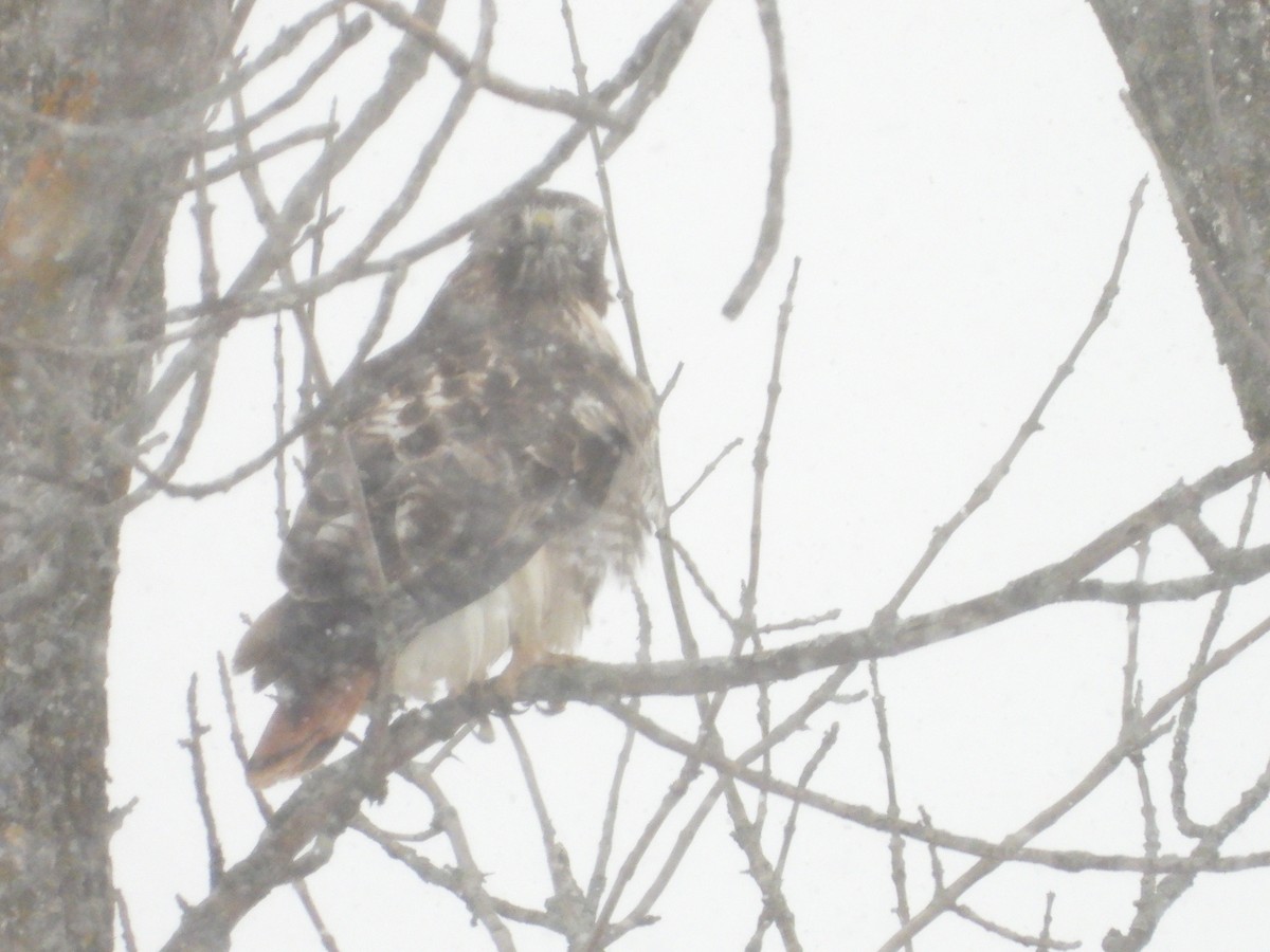 Red-tailed Hawk - ML646496422