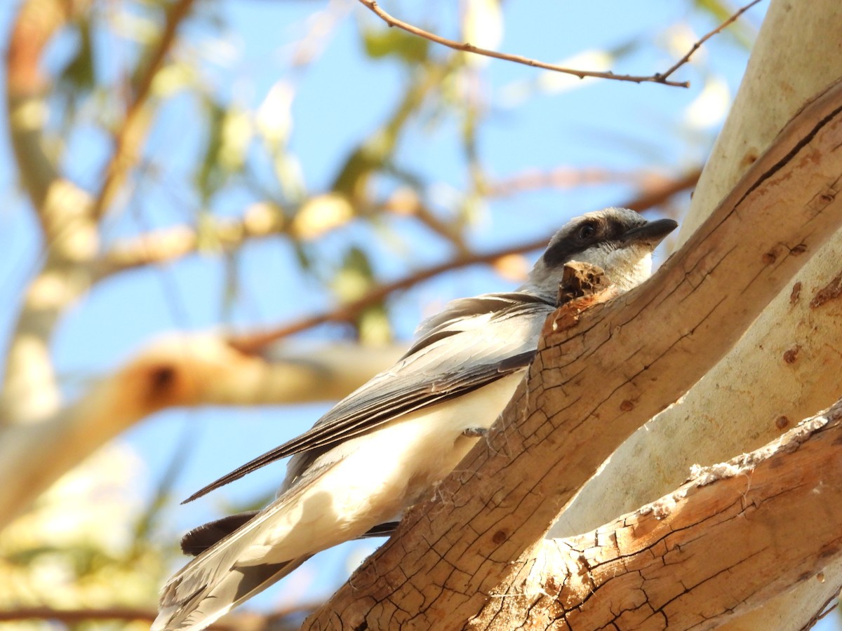 Black-faced Cuckooshrike - ML646496423