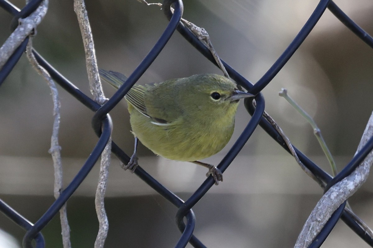 Orange-crowned Warbler - ML646496424