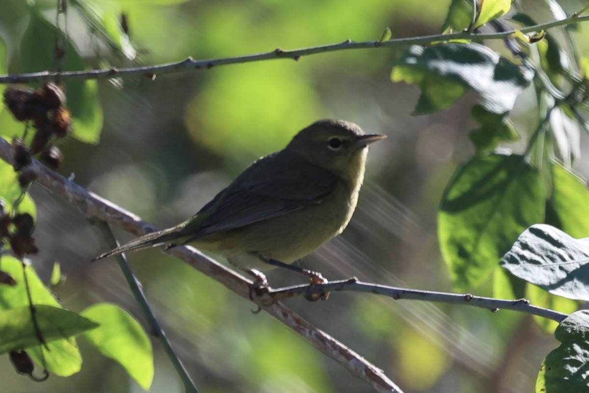 Orange-crowned Warbler - ML646496425