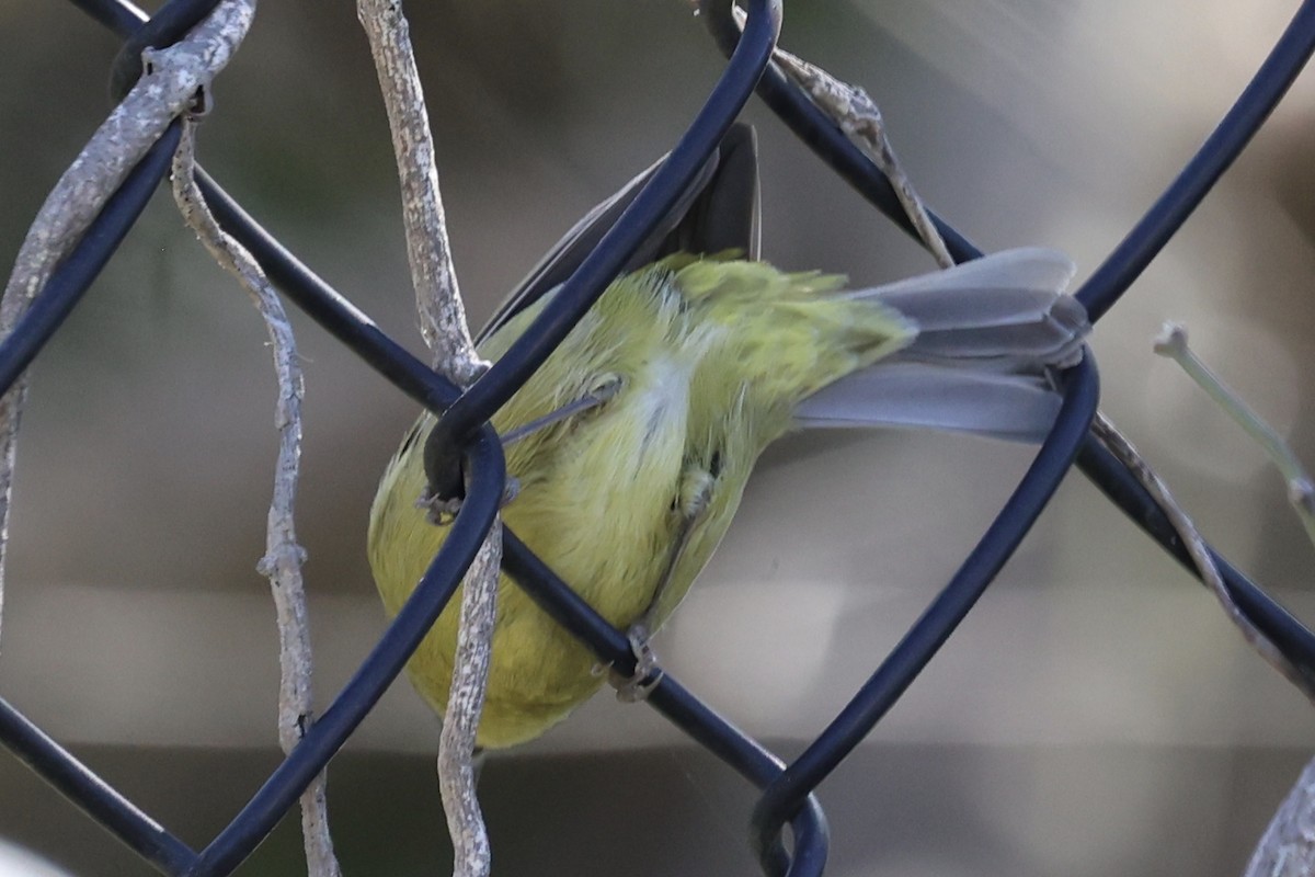 Orange-crowned Warbler - ML646496426