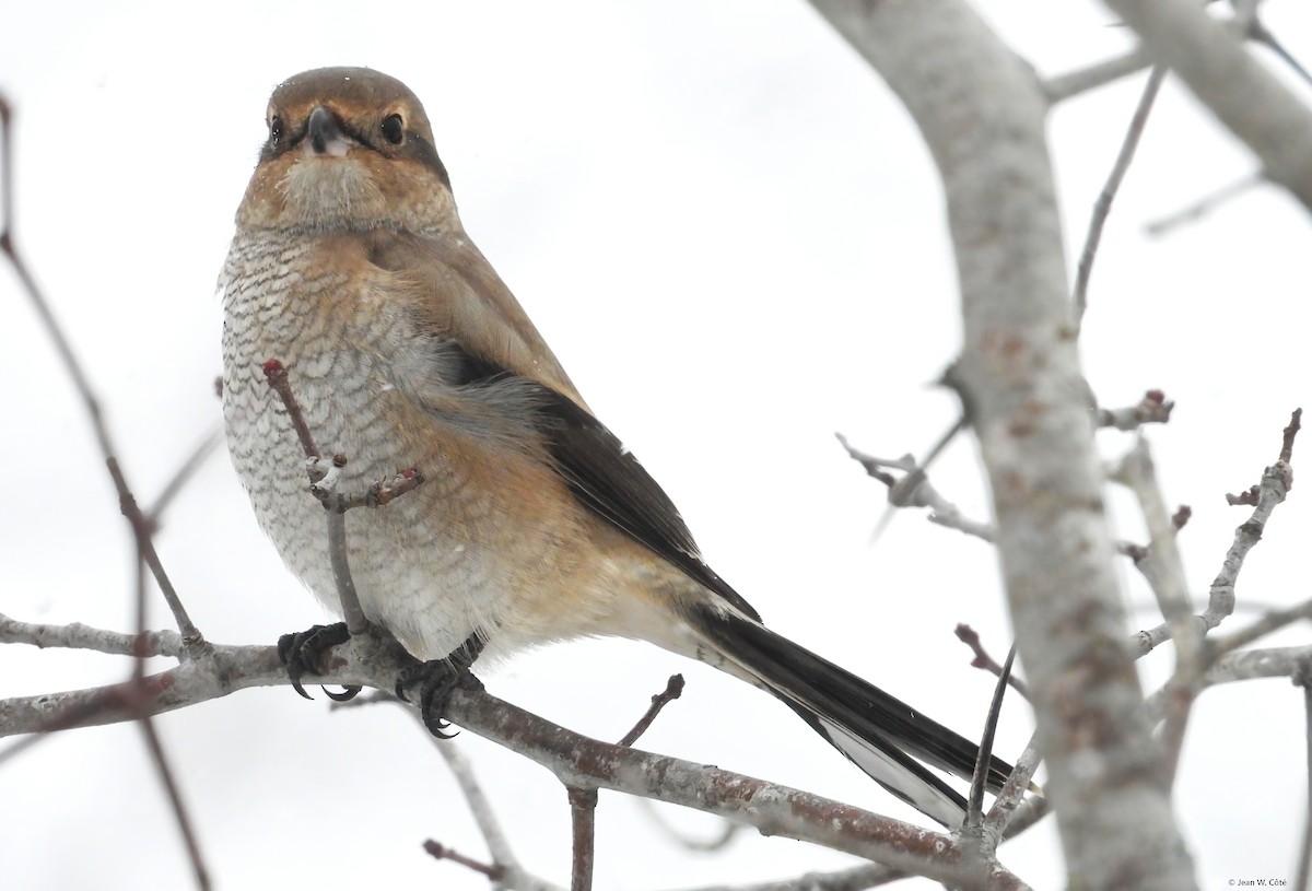 オオモズ - ML646496451