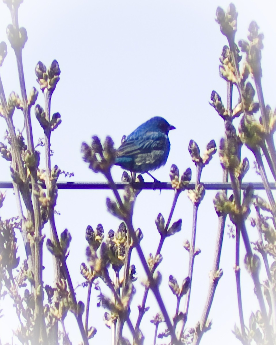 Indigo Bunting - ML646496453
