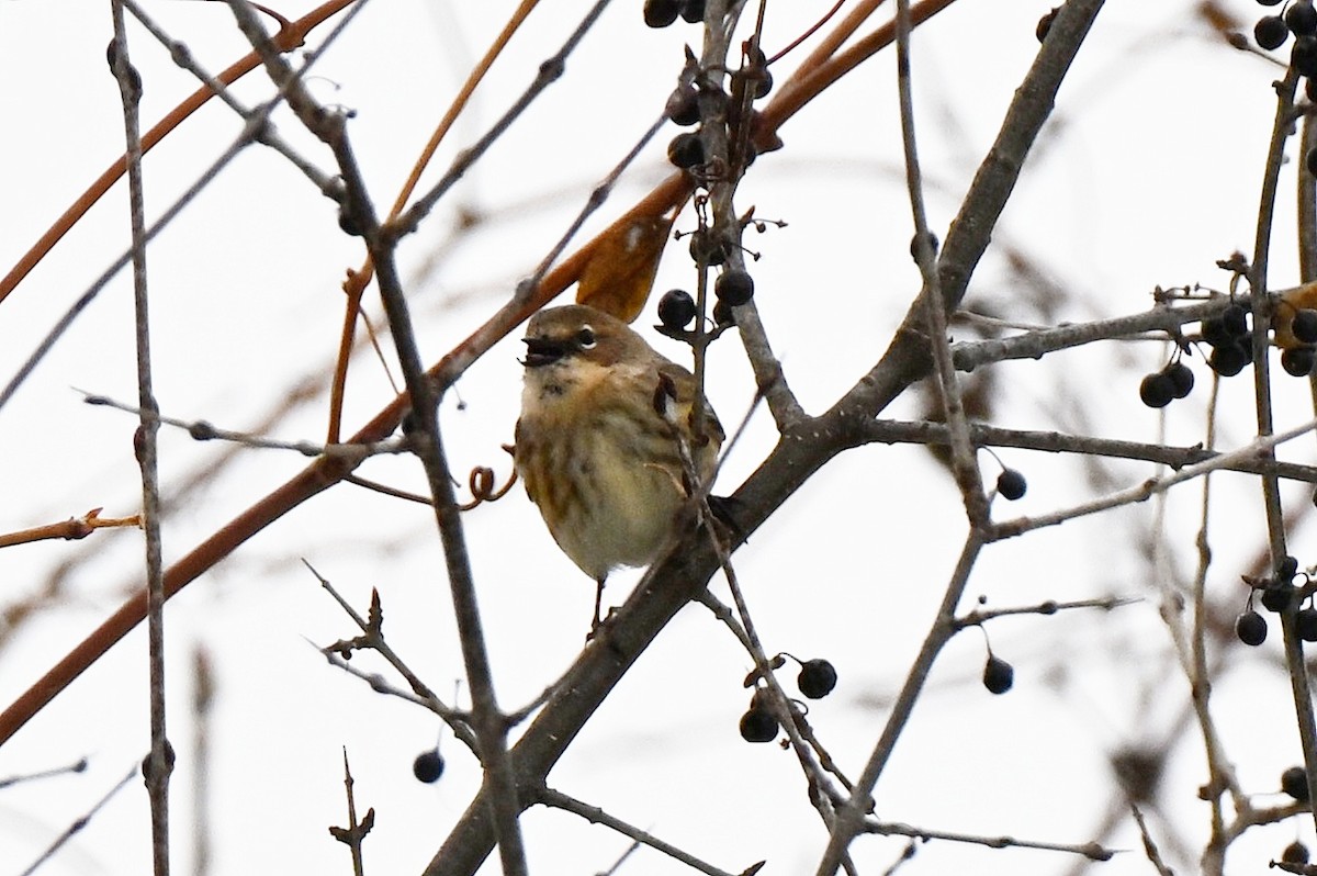 Yellow-rumped Warbler - ML646496454