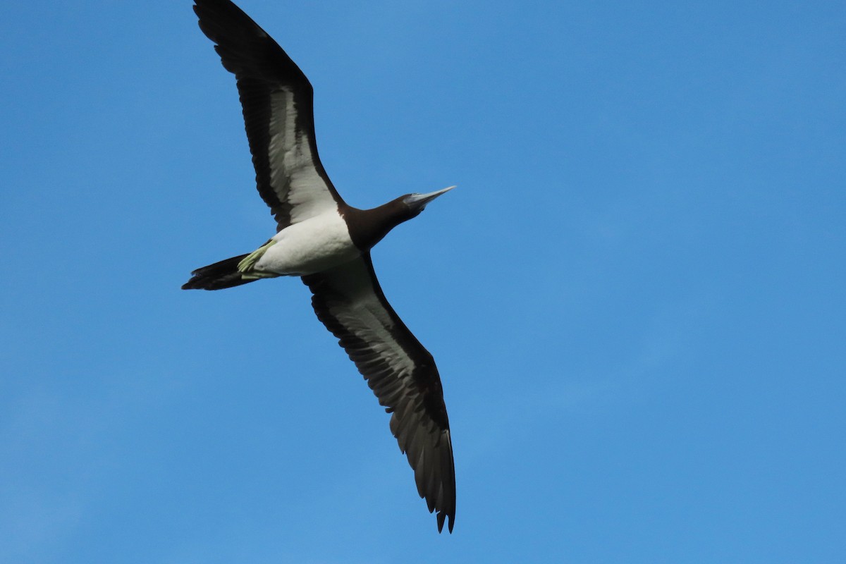 Brown Booby - ML646496455