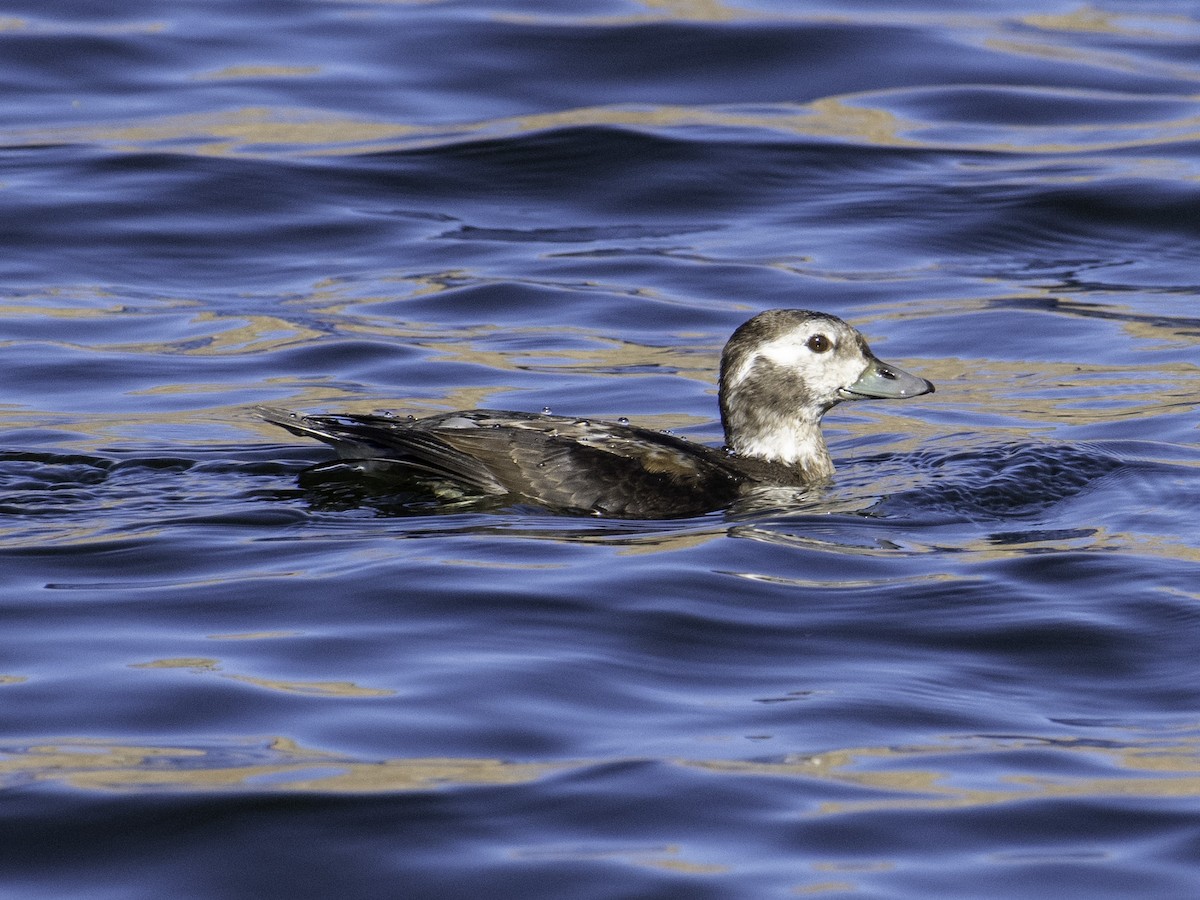 コオリガモ - ML646496456