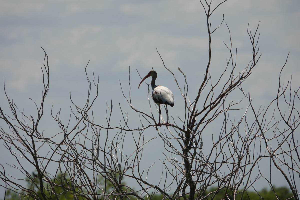 シロトキ - ML646496457