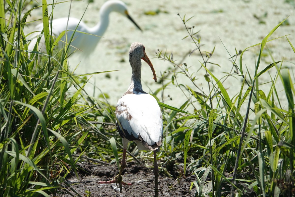 シロトキ - ML646496458