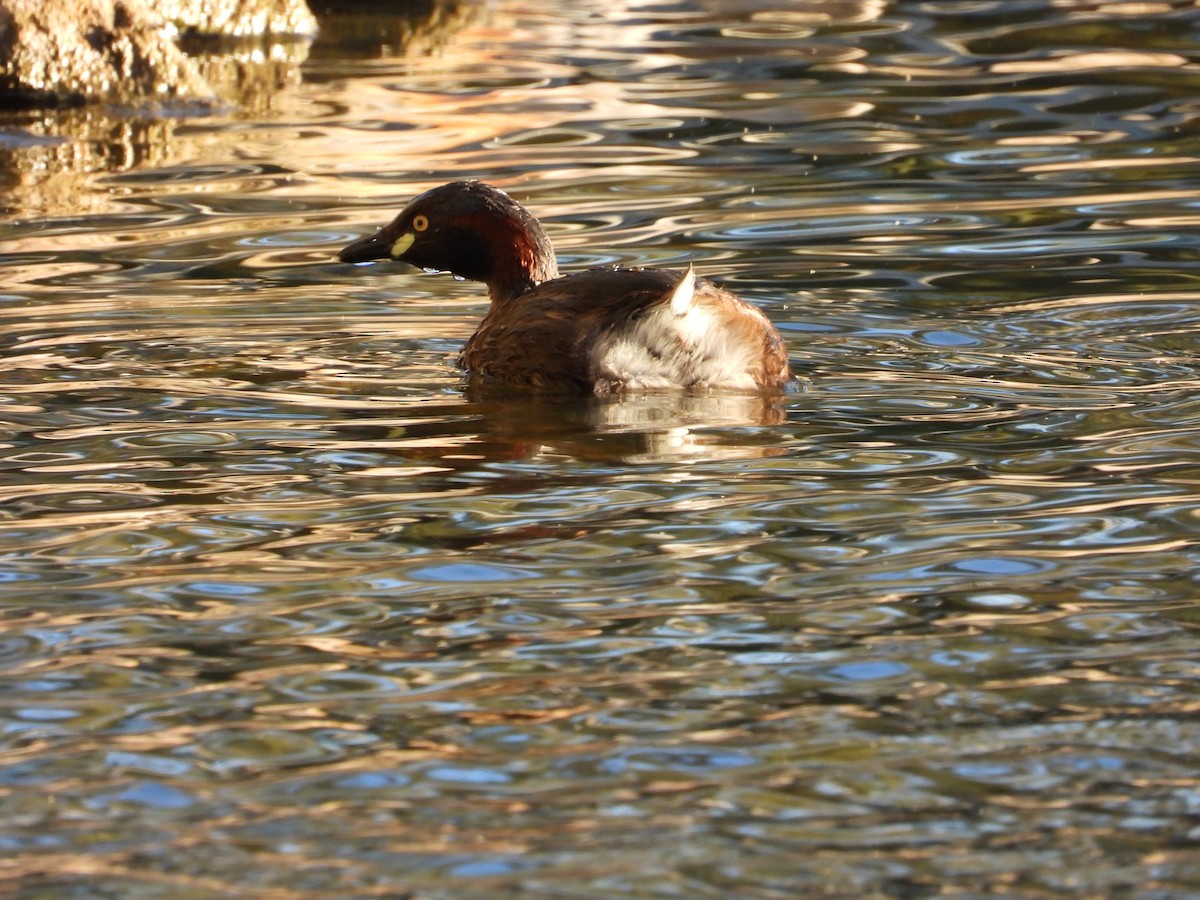 Australasian Grebe - ML646496461