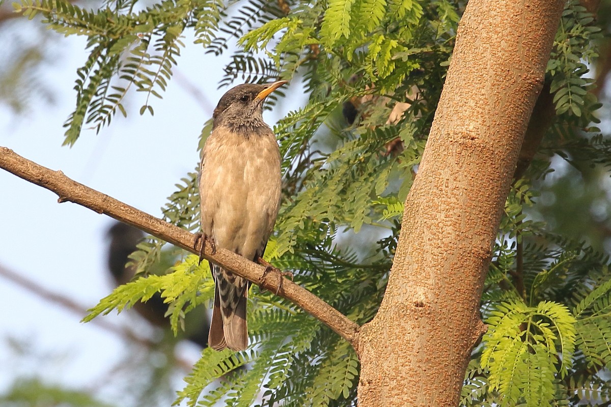 Rosy Starling - ML646496464