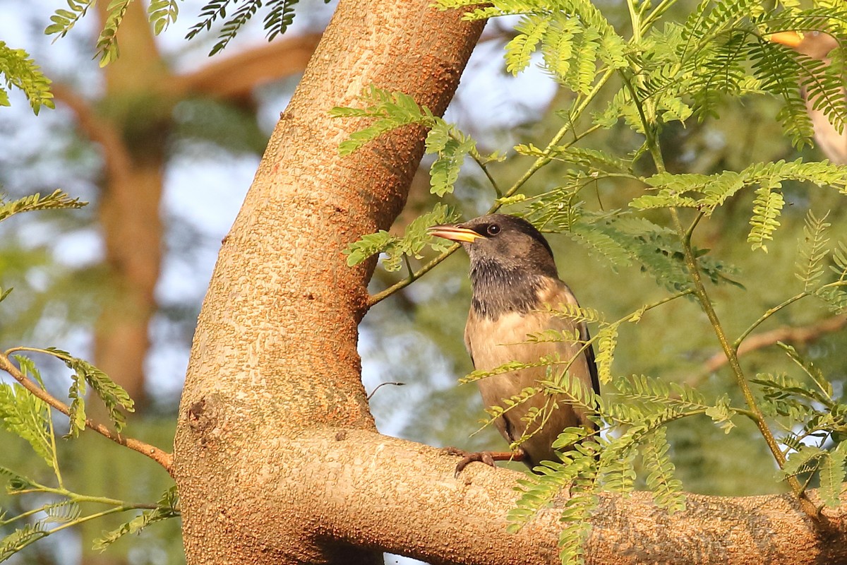 Rosy Starling - ML646496465