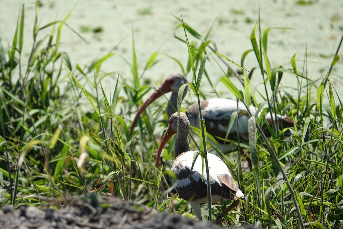 シロトキ - ML646496467