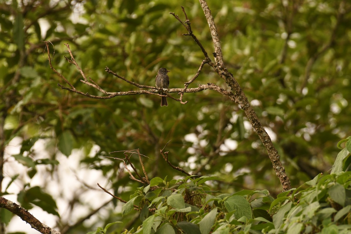 Southern Tropical Pewee - ML646496469