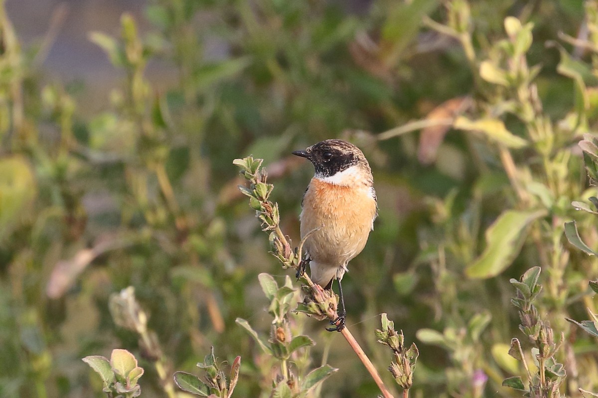 Siberian Stonechat - ML646496470