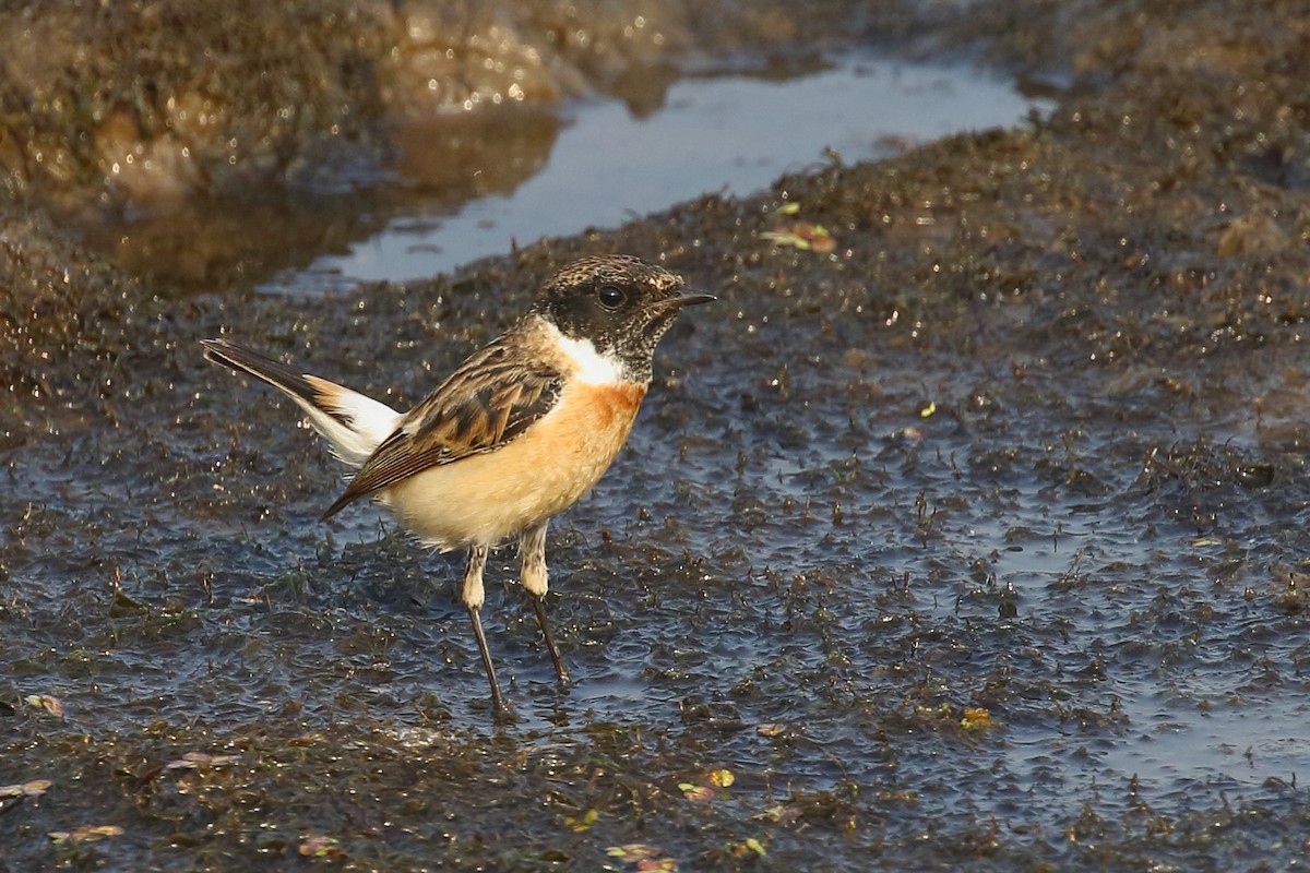 Siberian Stonechat - ML646496471