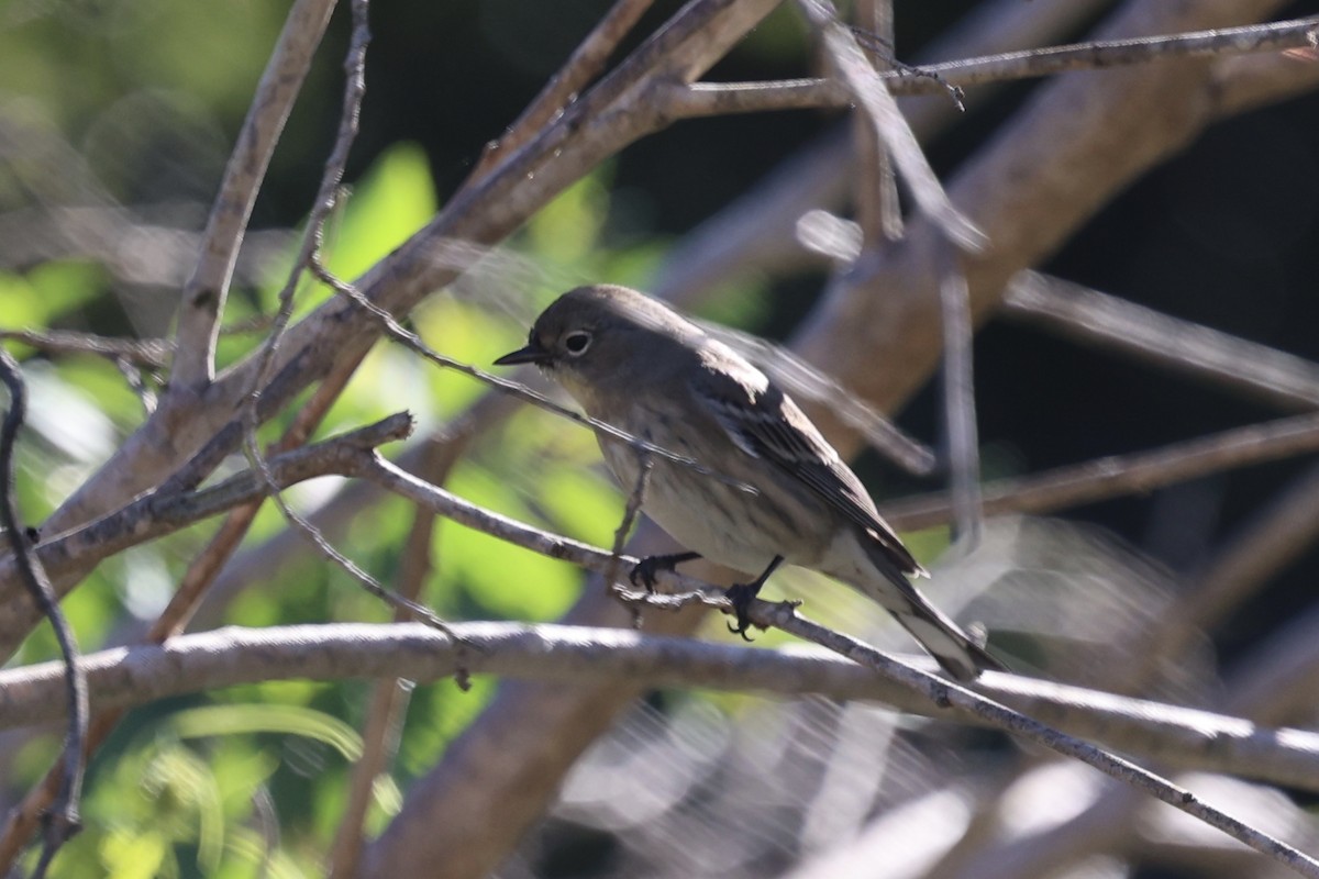 Yellow-rumped Warbler (Audubon's) - ML646496472