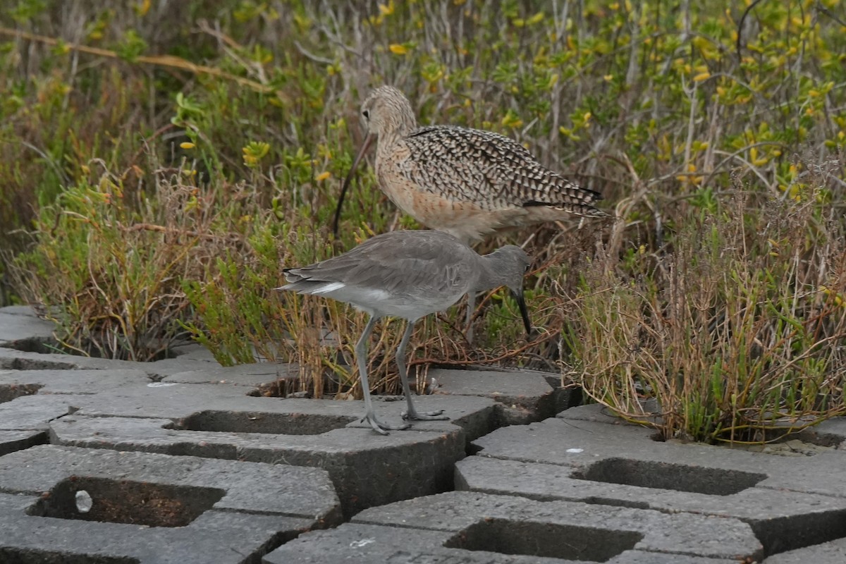 Willet - ML646496474