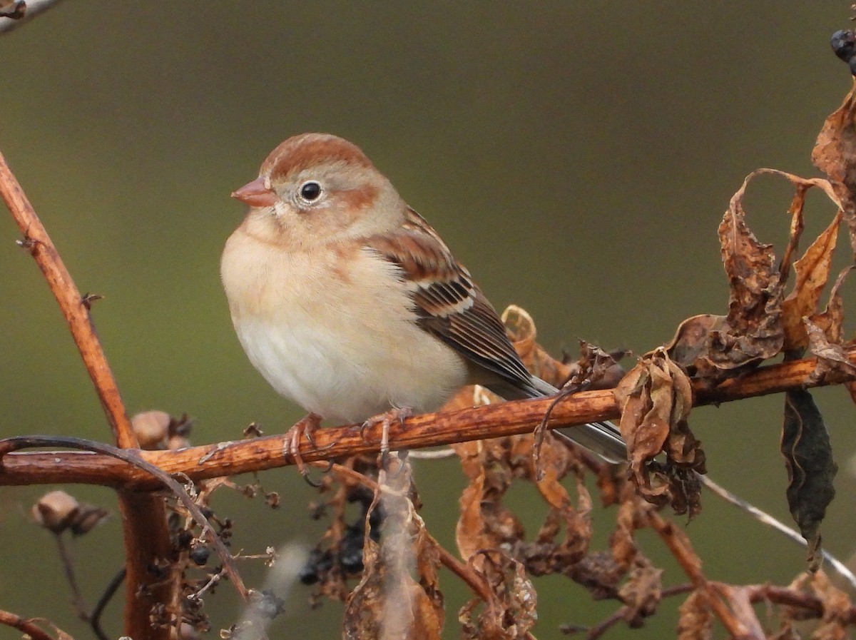 Field Sparrow - ML646496476