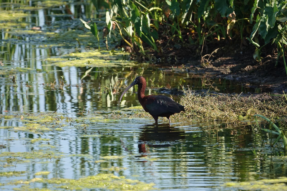 ブロンズトキ - ML646496477