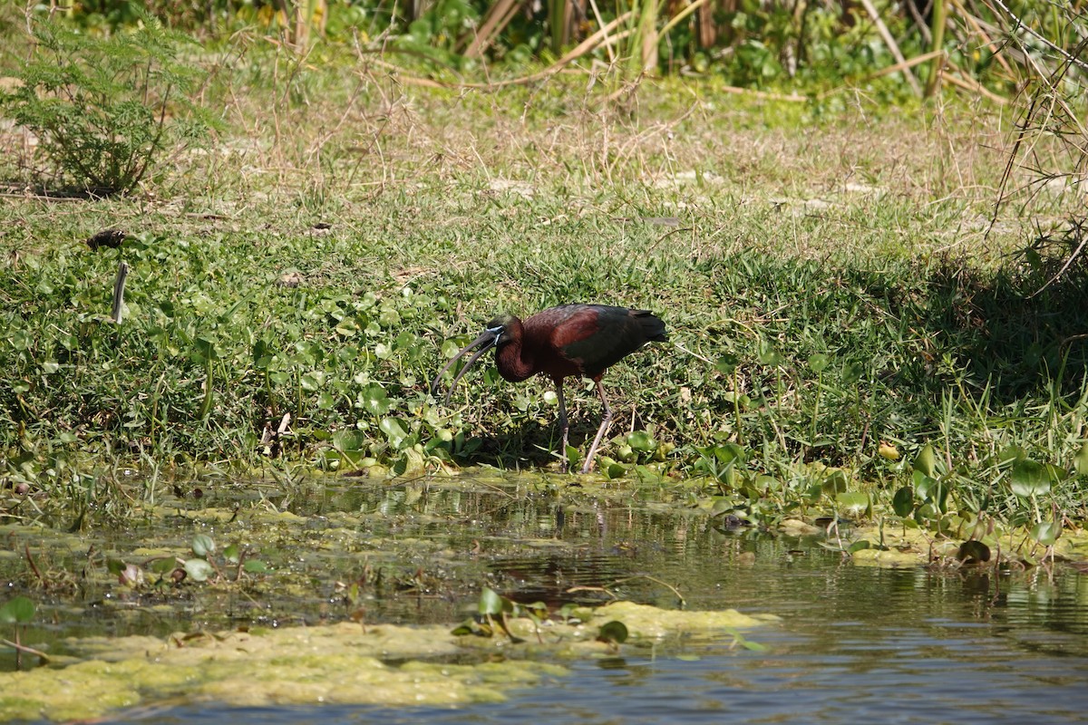 ブロンズトキ - ML646496479